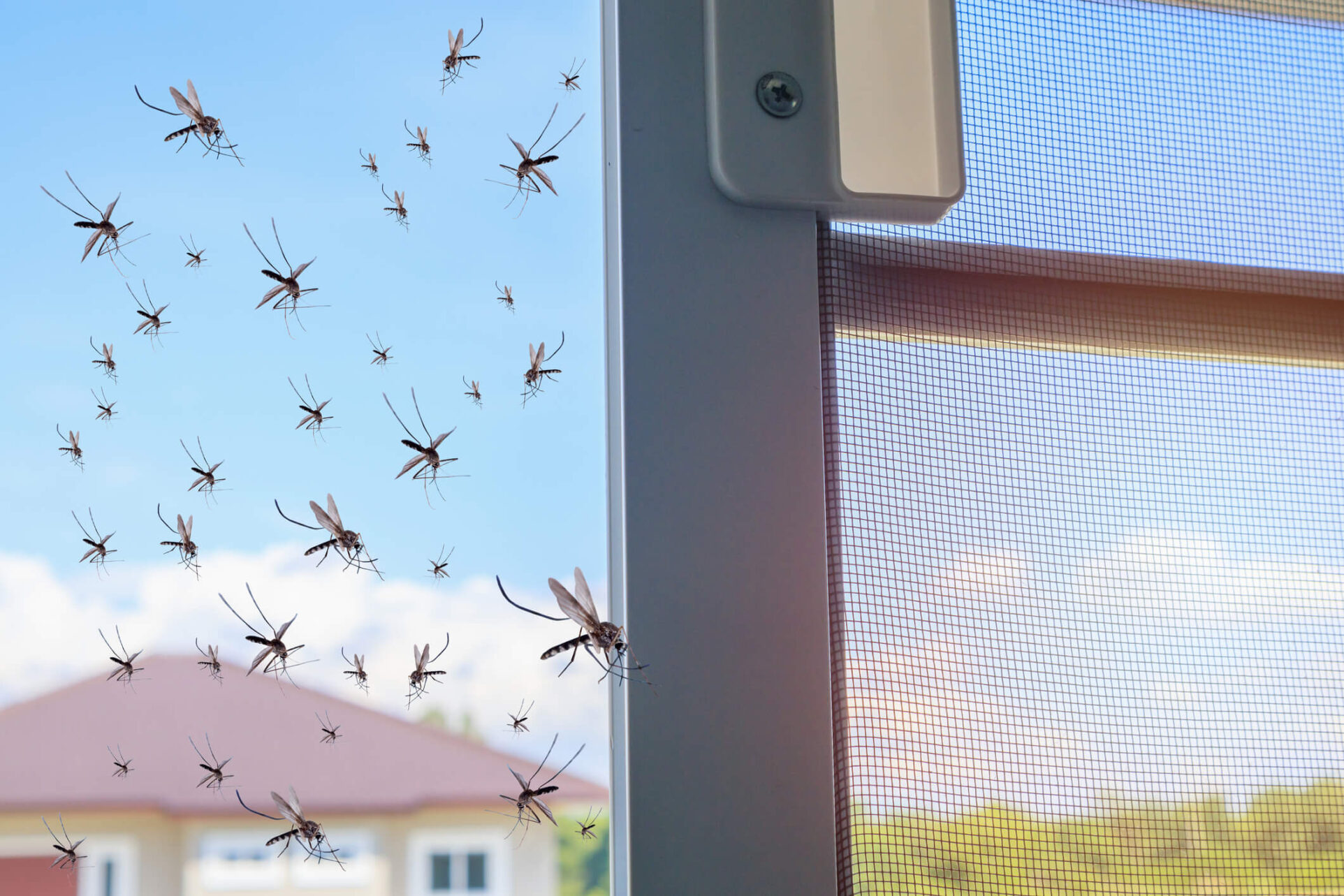 nieproszeni goście w mieszkaniu - moskitiera w oknie