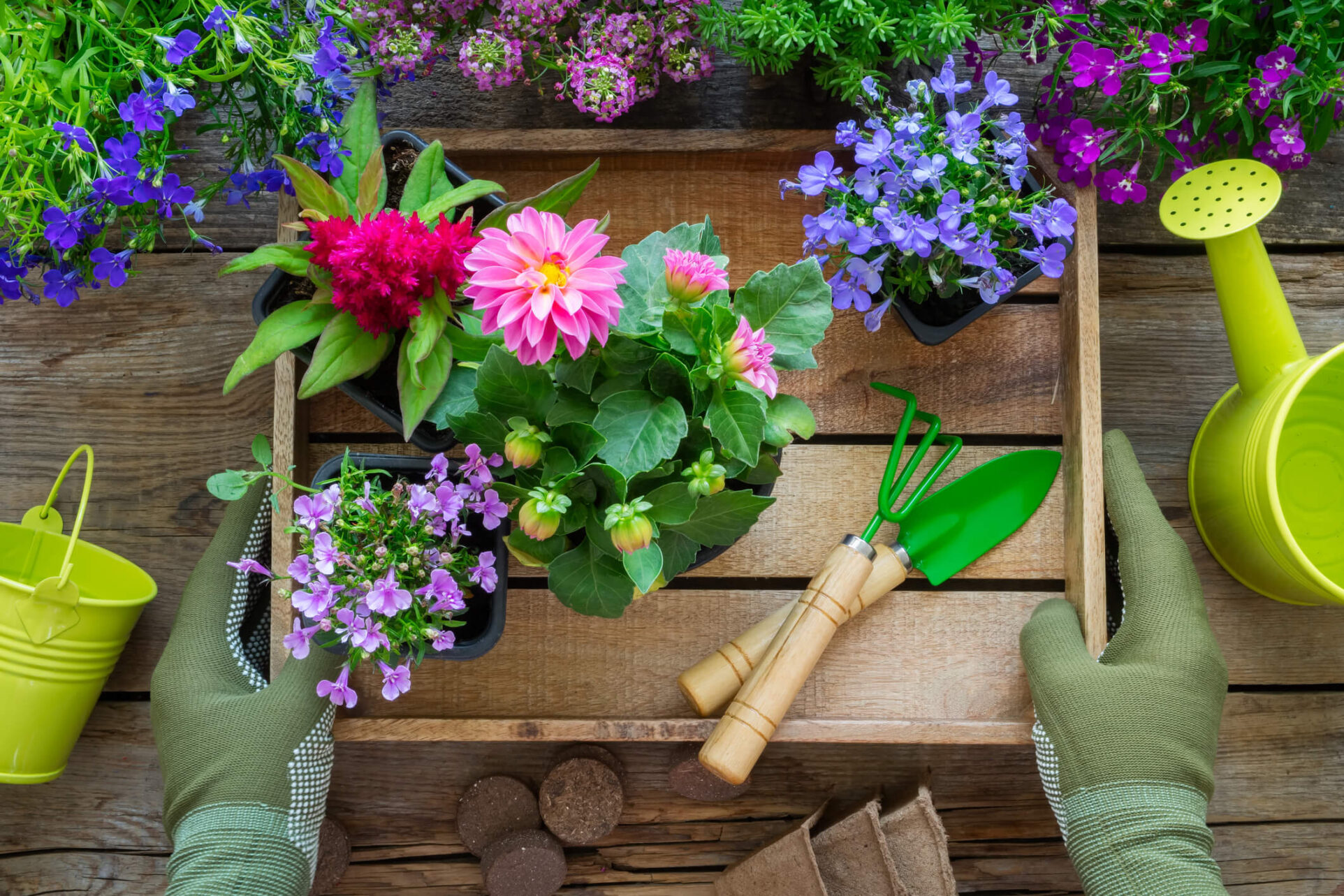 Rośliny doniczkowe – podlewanie kwiatów 