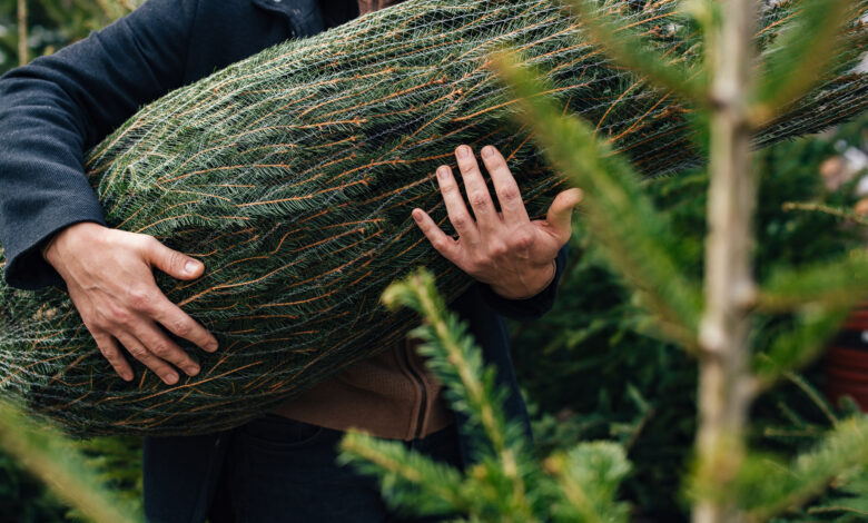 choinka: sztuczna czy żywa