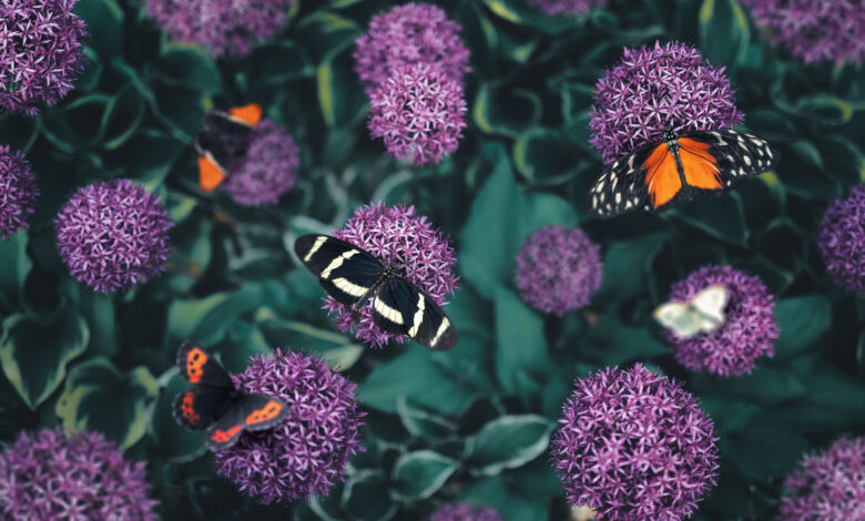 Rośliny ogrodowe, które przyciągają motyle: budleja, lilak, lawenda