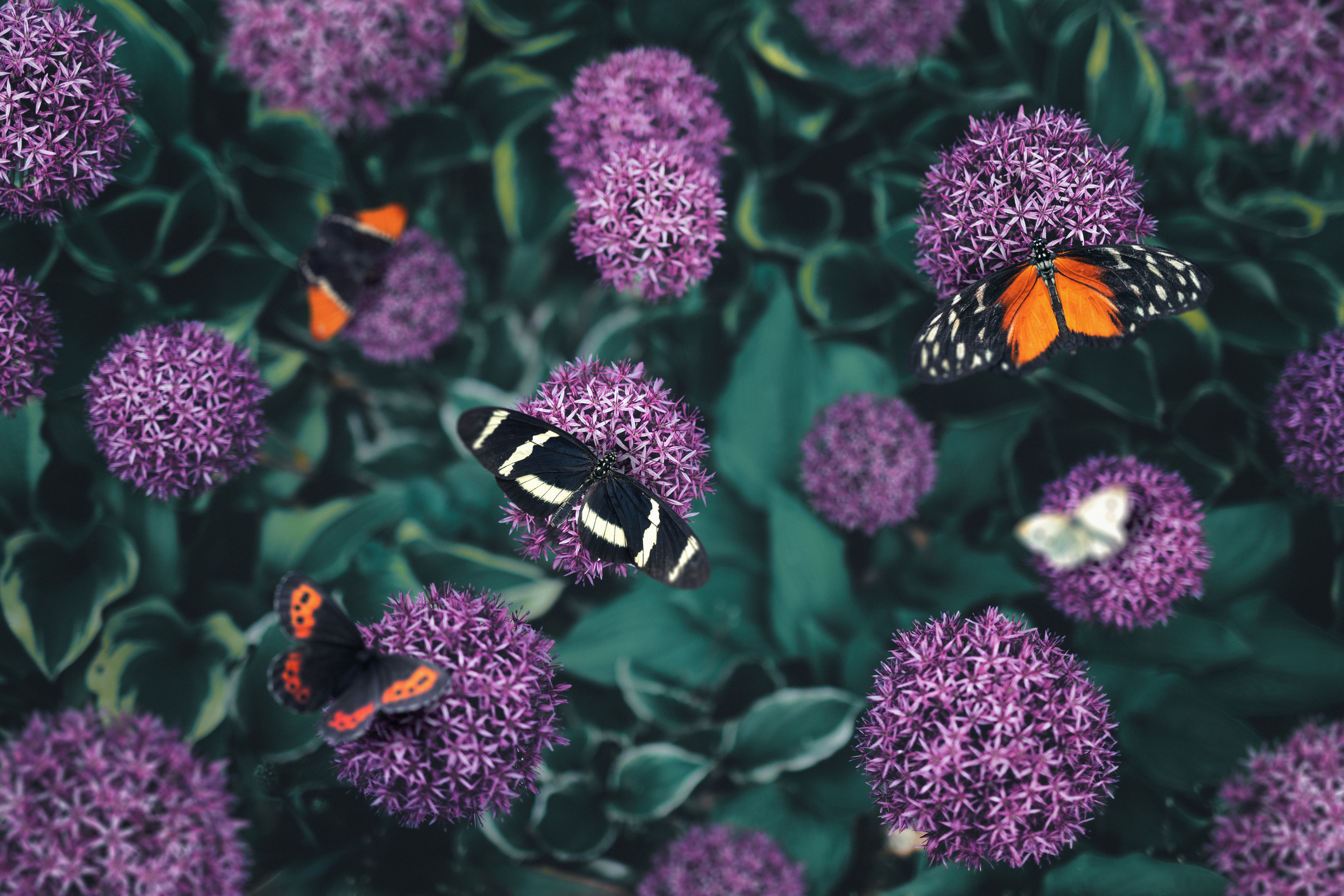 Ogród pełen motyli – jak zaprosić zapylaczy do ogrodu?