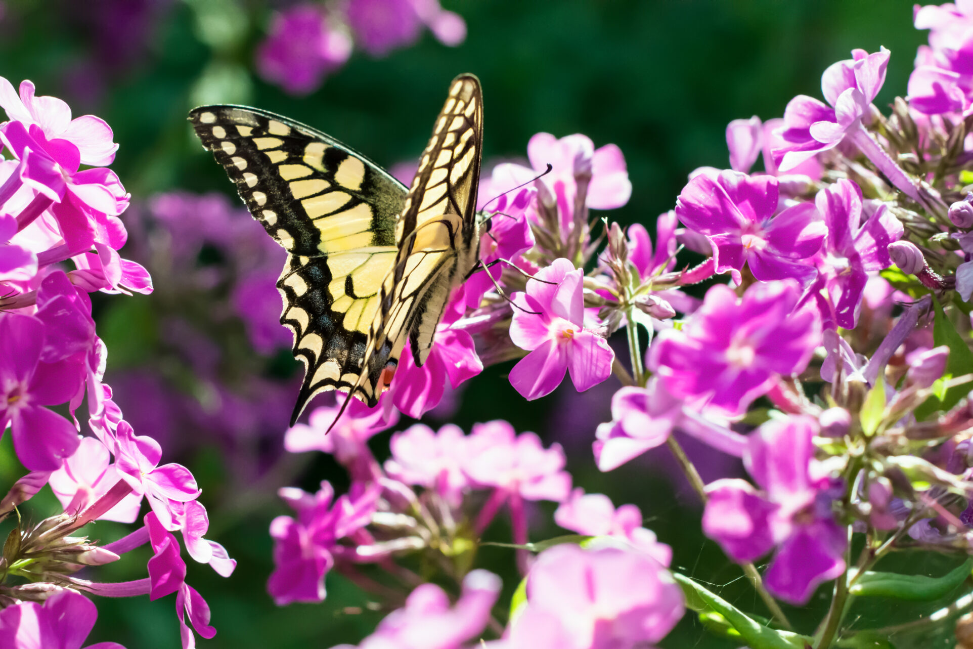 Intensywny zapach i kolor - to rośliny przyciągające motyle