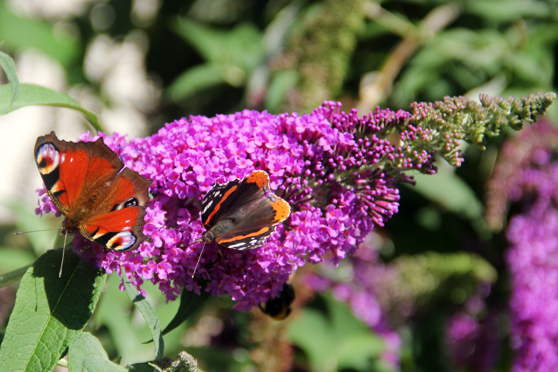 Motyle uwielbiają budleję - rośliny przyciągające mnóstwo motyli