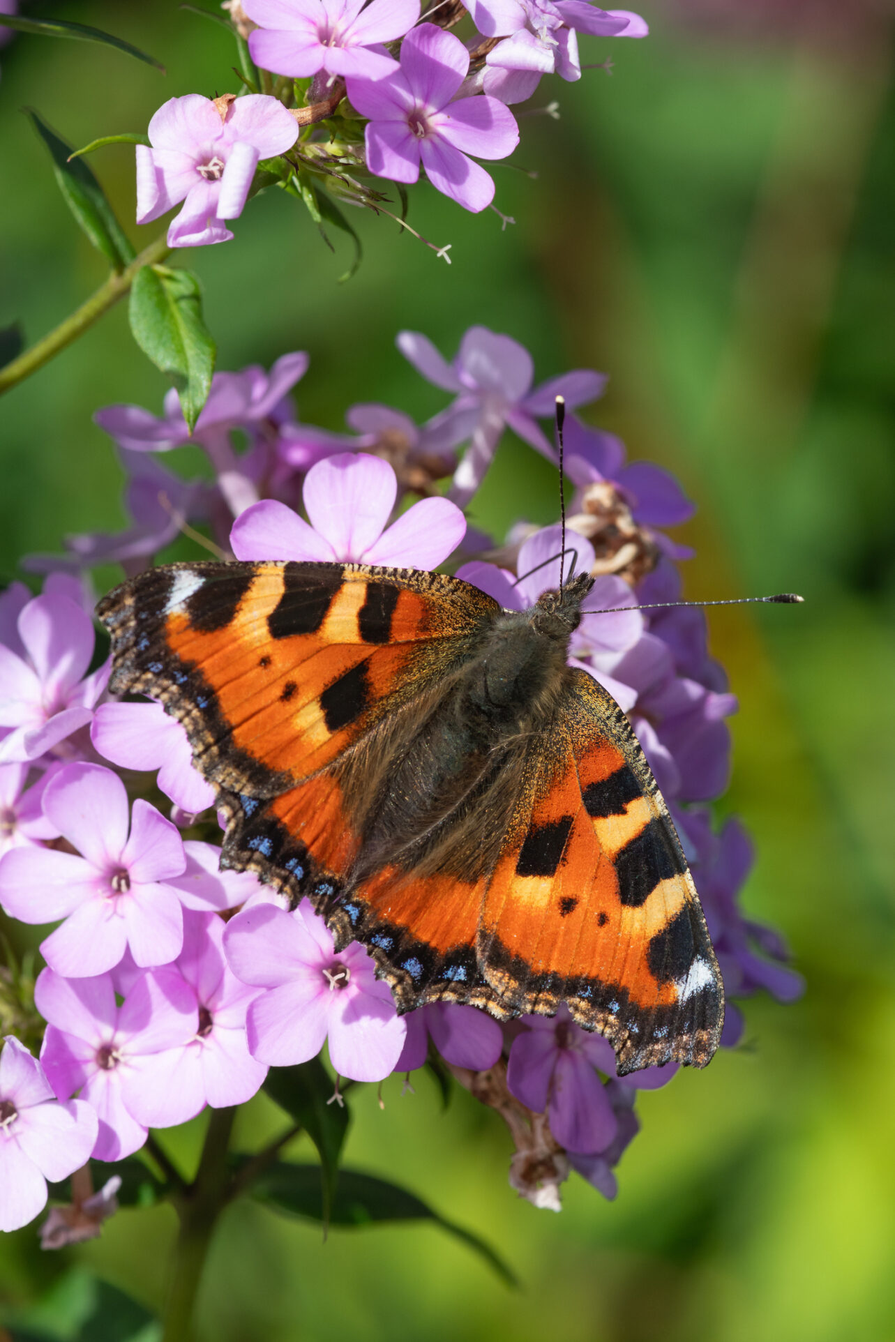 Rusałka Pokrzywnik - lubi rośliny przyciągające motyle