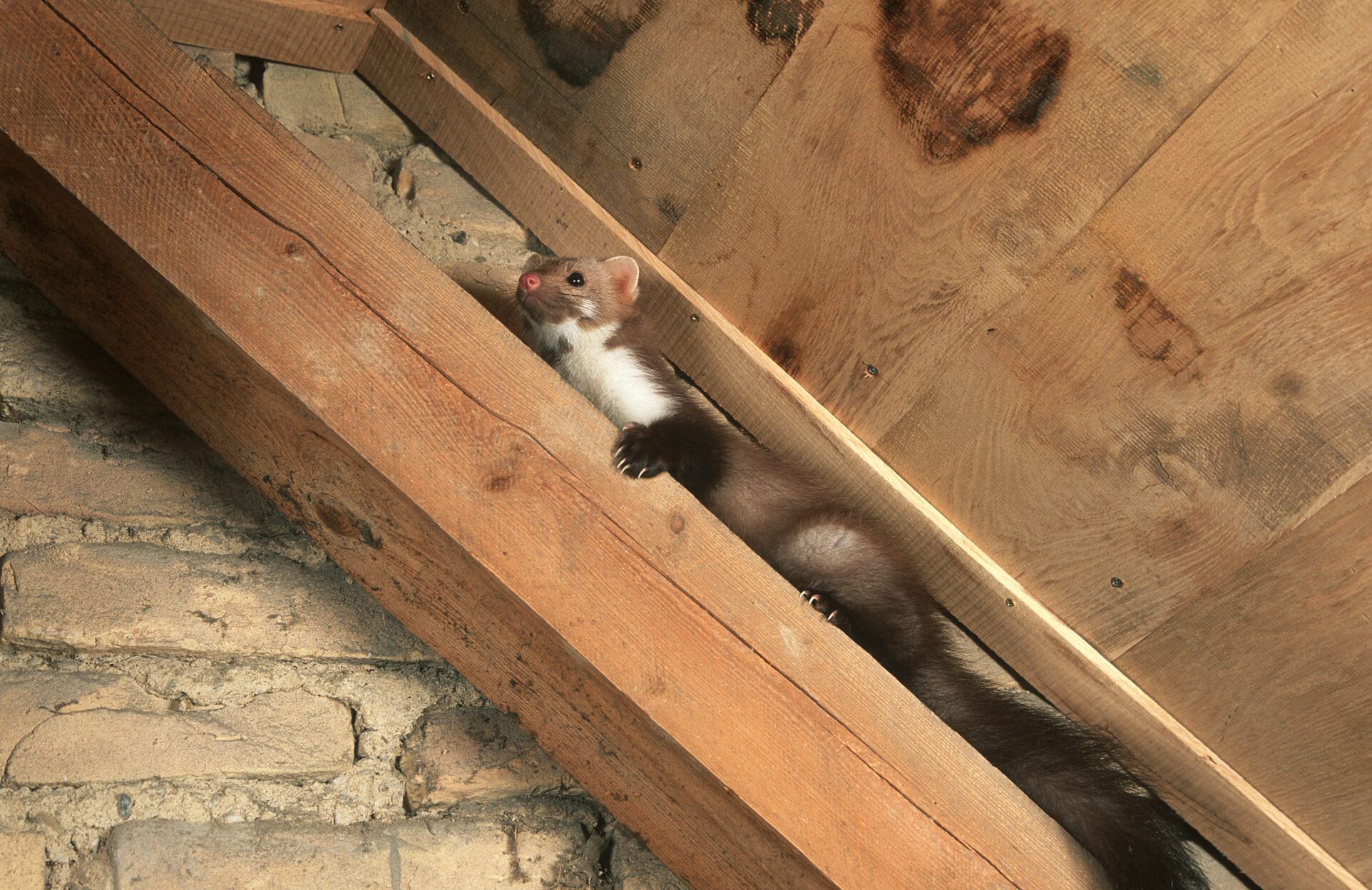 Zastanawiasz się jak pozbyć się kuny? Oto kilka skutecznych sposobów.