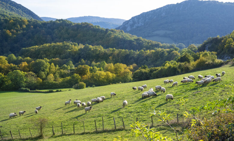 działka siedliskowa